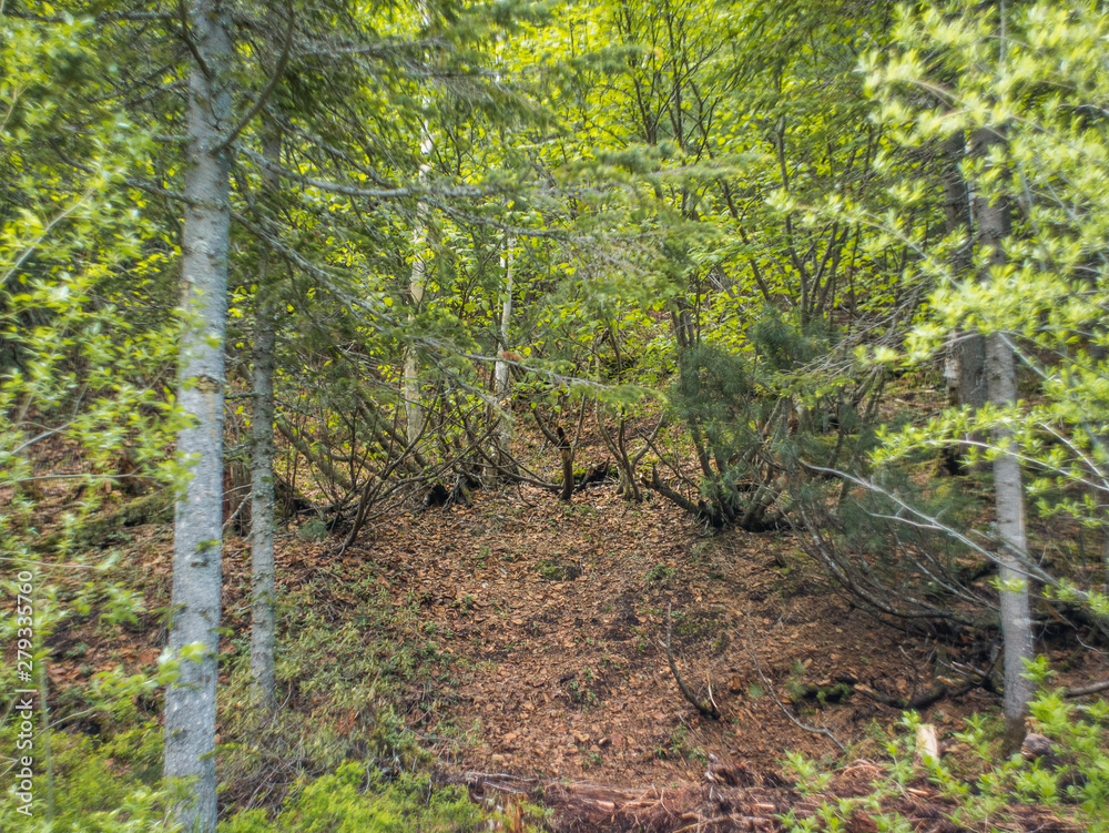 Obraz premium young forest and meadow on the slope