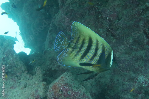 Six-Banded Angelfish (Pomacanthus sexstriatus) Great Barrier Reef, Australia © Andy