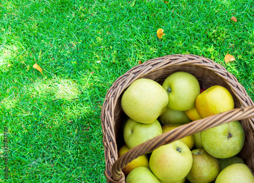 Freshly picked raw organic green yellow apples of various kinds in vintage wicker basket on grass in garden. Autumn fall harvest Thanksgiving abundance concept