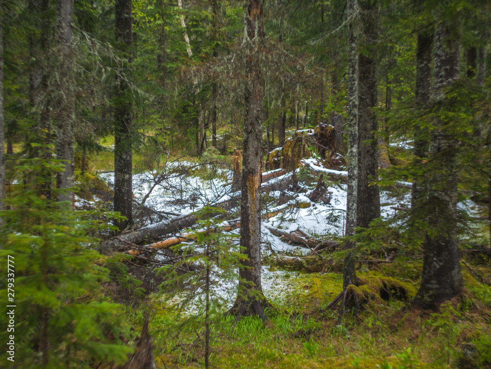 Northern forest the trunks of the trees the moss and leaves Northern forest the trunks of the trees the moss and leaves