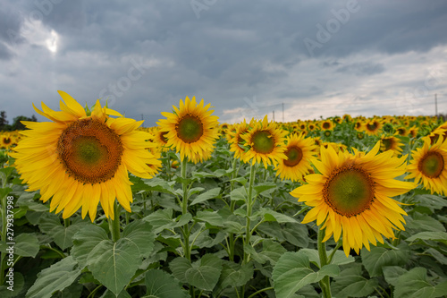 Fototapeta Naklejka Na Ścianę i Meble -  sunflower field flower sky yellow summer agriculture