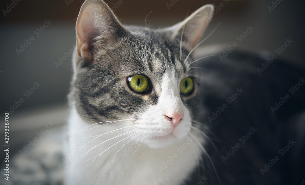Beautiful striped house cat with bright green eyes rapidly and seriously watching something, looking away. Beautiful striped house cat with bright green eyes rapidly and seriously watching something, looking away.