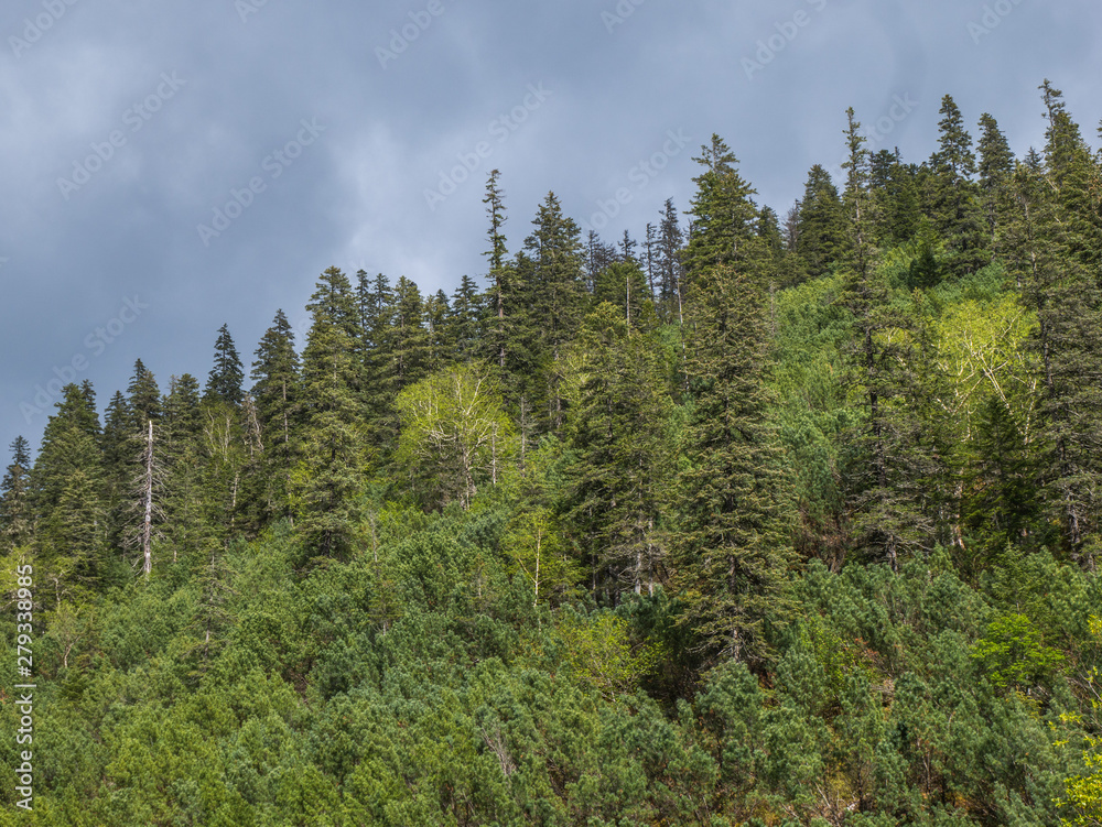 Fototapeta premium hill covered with forest. pine trees and sky