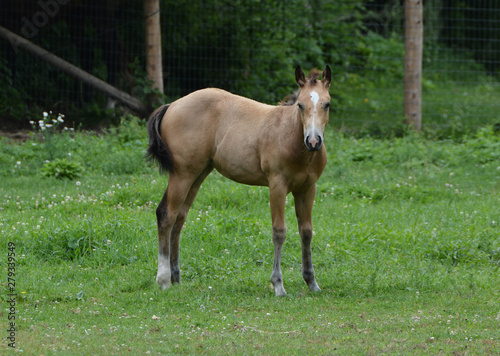 Buckskin foal in pasture