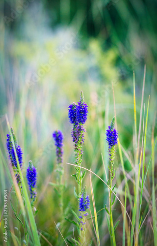 blue forest flower