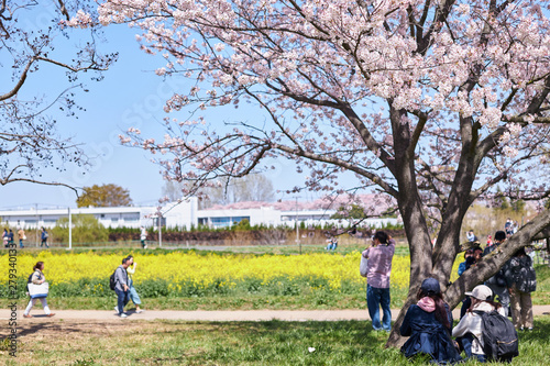 桜と菜の花