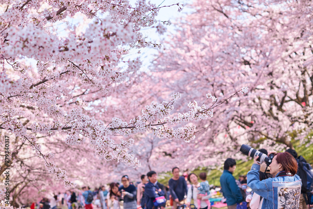 桜とカメラ 桜とカメラ