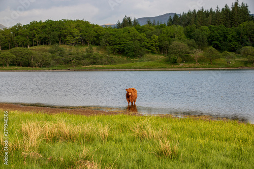 Highland Cattle beim Kilchurn Castle, Schottland © memory87