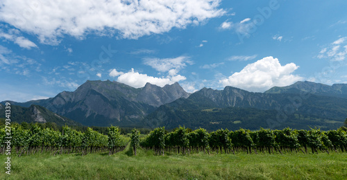 panorama mountain landscape with many rows of Pinot Noir grapevines in the foreground