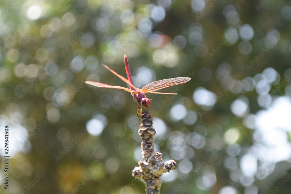 Obraz premium insect macro red dragonfly close up wild life animal nature bokeh background outdoors