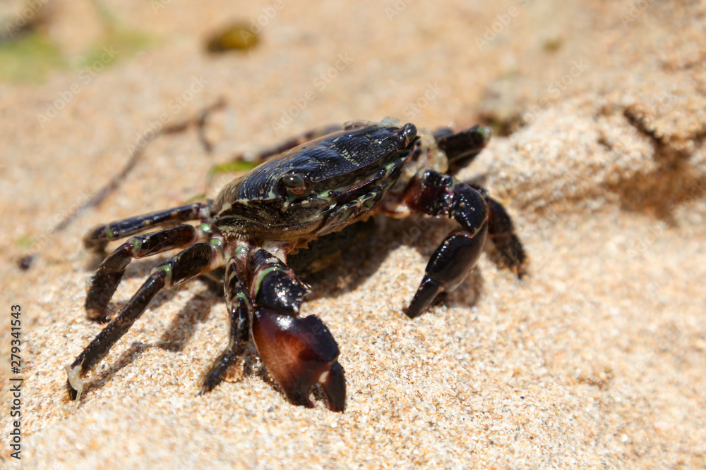 Crab on the beach in spain