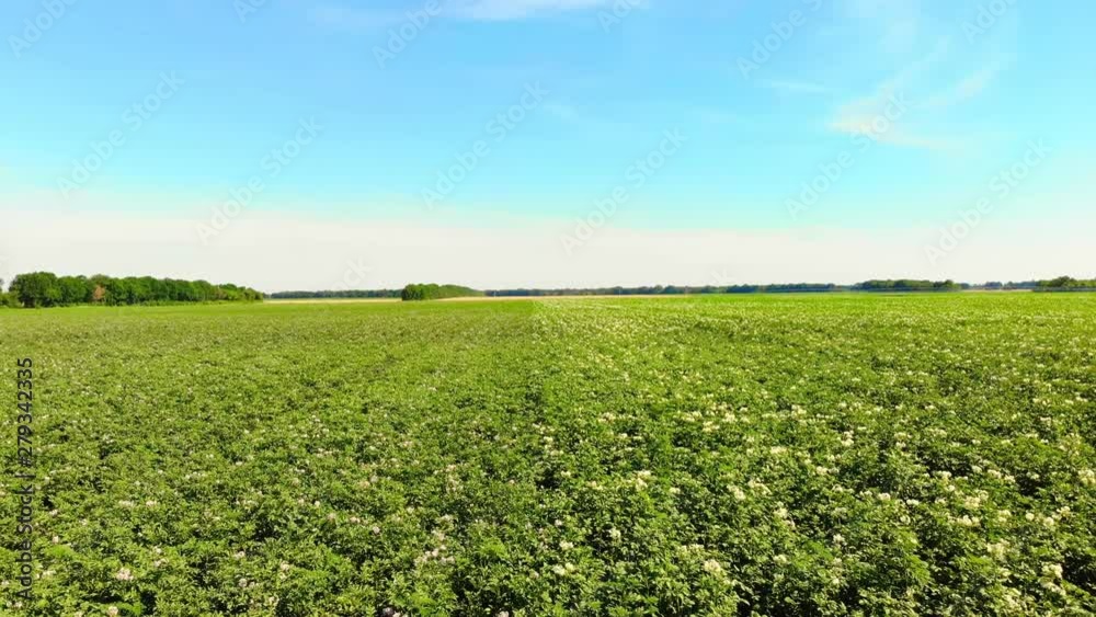 potato growing on plantations. Rows of green, flowering potato bushes grow on farm field. white, pale pink flowers bloom on potato bushes. breeding potato varieties. summer potato growing on plantations. Rows of green, flowering potato bushes grow on farm field. white, pale pink flowers bloom on potato bushes. breeding potato varieties. summer