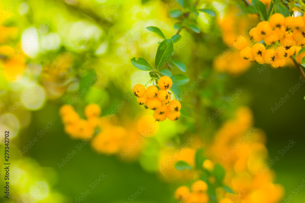 Pyracantha yellow berries on the branches. Firethorn (Pyracantha coccinea) berries on blurred background. Ripe fruits in the autumn garden Pyracantha yellow berries on the branches. Firethorn (Pyracantha coccinea) berries on blurred background. Ripe fruits in the autumn garden