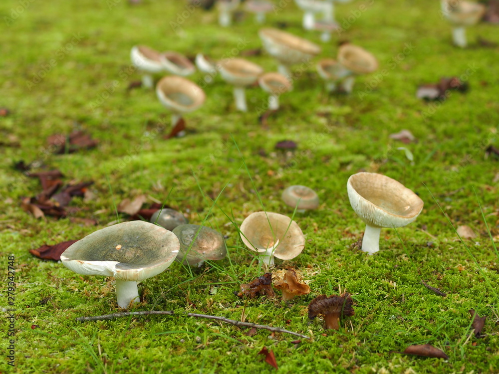 カワリハツの群生 カワリハツの群生