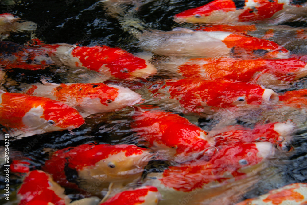 Japanese Koi fish
