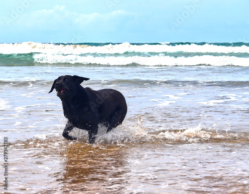 Cheeky looking black Labrador on the beach