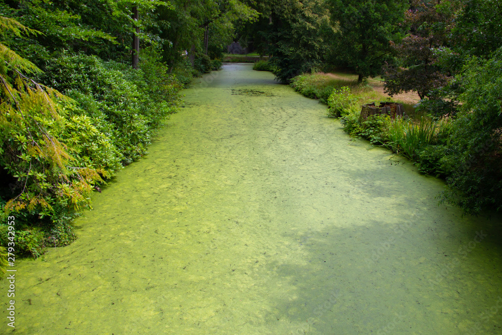 Obraz premium water ditch covered by green moss in a beautiful green forest environment