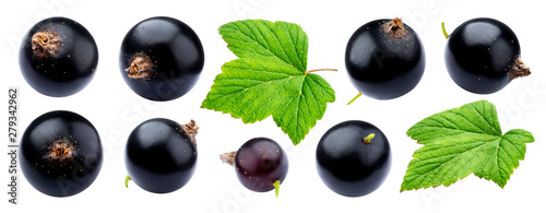 Black currant collection isolated on white background