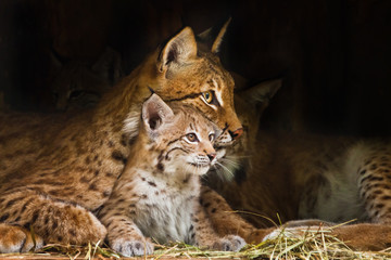 Sierkussen Lynx Moederlynx speelt met haar welp  © Mikhail Semenov