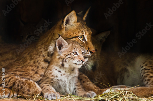 Papier peint lynx mom  plays with a cute little lynx kitten, kind and lovely.