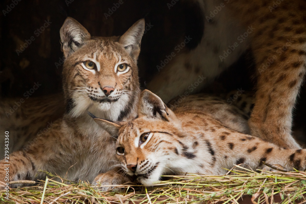 Two lynxes (friends) calmly rest from laziness, but the look is a sly, dark background. Two lynxes (friends) calmly rest from laziness, but the look is a sly, dark background.