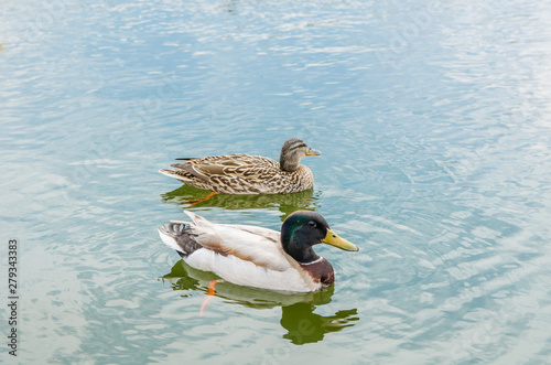 duck and spleen with a brown neck swim together on the lake