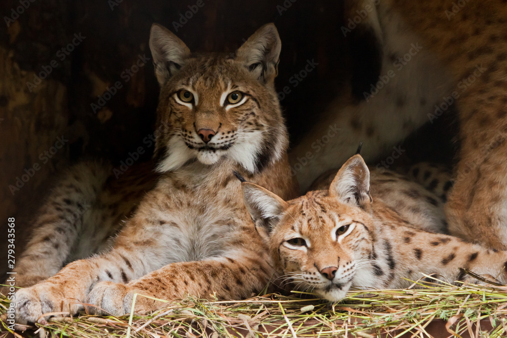 Two lynxes (friends) calmly rest from laziness, but the look is a sly, dark background. Two lynxes (friends) calmly rest from laziness, but the look is a sly, dark background.