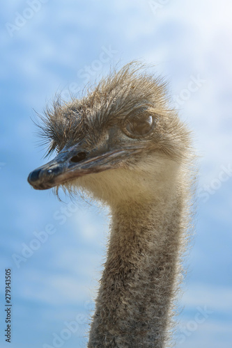 Cute ostrich lit by bright sunlight looking big brown eyes against the blue sky.
