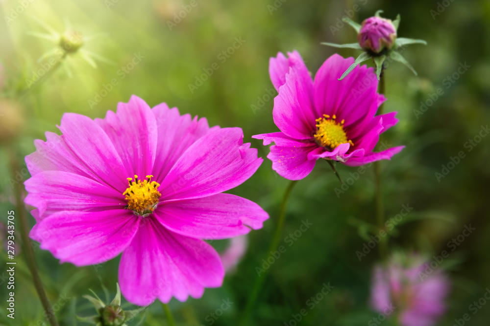 Pink cosmos flowers isolated on green. Nature geen background. Pink cosmos flowers isolated on green. Nature geen background.