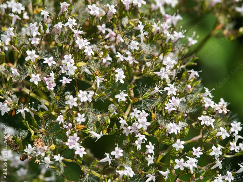 Obraz premium Blume im Schilf 