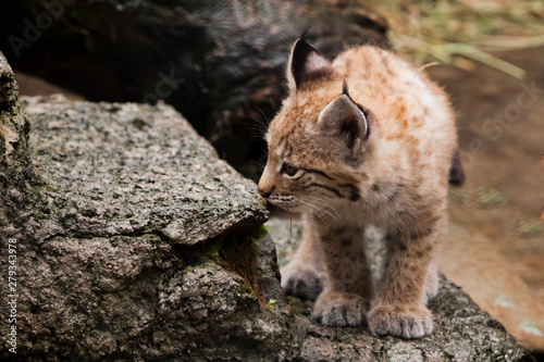 tiny lynx kitten is coming.. to meet the adventures of a brave little baby.
