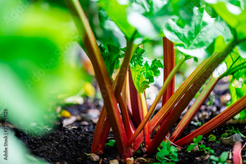 Rhubarb growing in the garden during spring photo