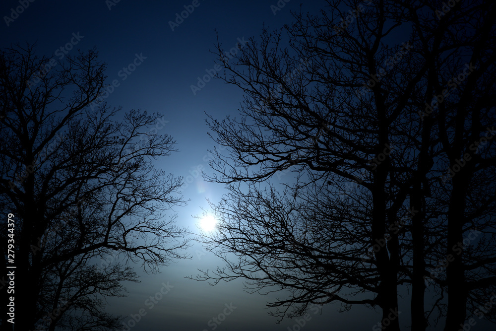 dark background of silhouette of tree branches at night with moon dark background of silhouette of tree branches at night with moon