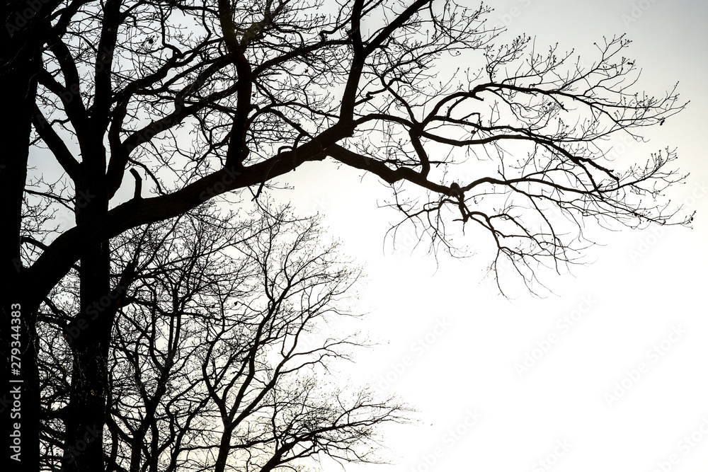 silhouette of oak branches against the sky with white copy space.