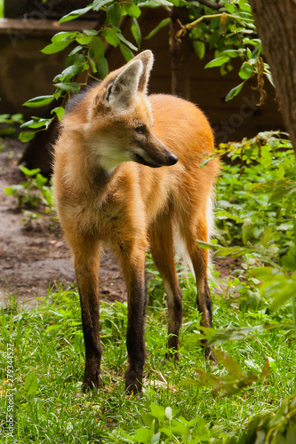 long-legged south american red wolf