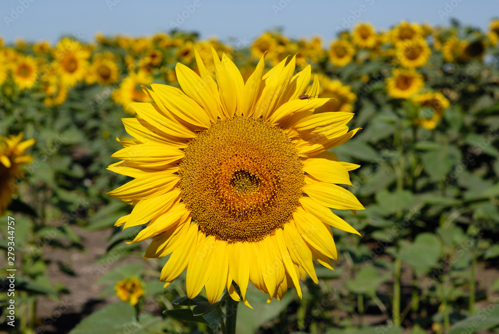 Sunflower field in summer under the sunlight