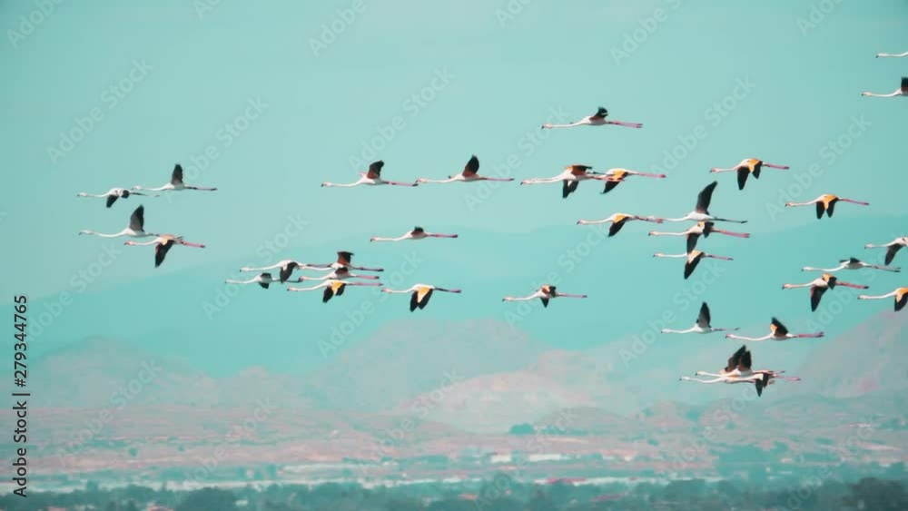 Slow motion shot of a flock of flamingos in the sky Slow motion shot of a flock of flamingos in the sky