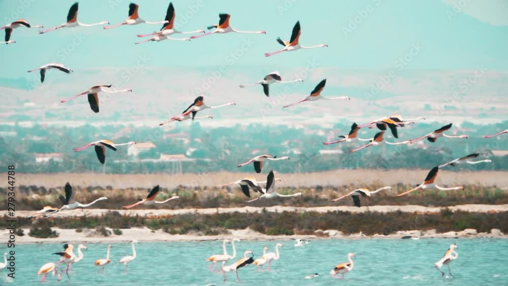 Slow motion shot of flamingos flying to the right of the frame