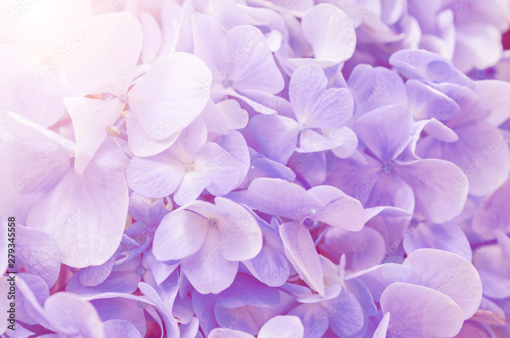 Natural hydrangea flowers background. Natural hydrangea flowers background.