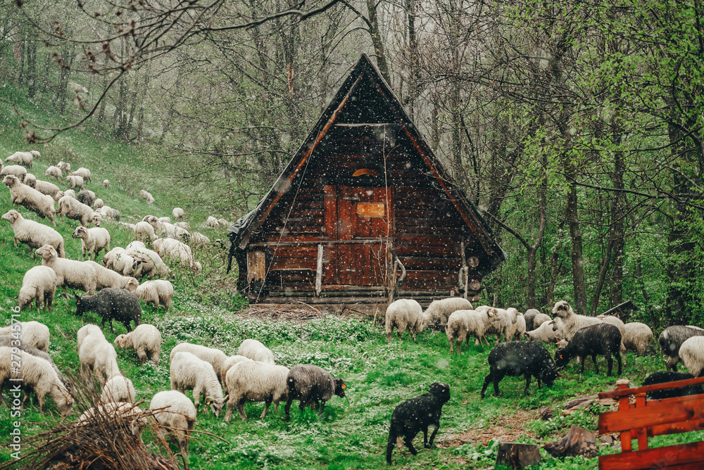 Sheep farm in the cloudy snowy morning.