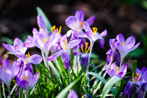 Purple Crocuses in spring with dark background