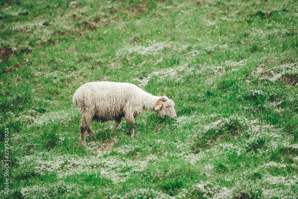 One sheep grazing on the green meadow in cloudy snowy day One sheep grazing on the green meadow in cloudy snowy day