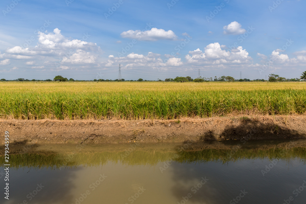 Paddy jasmine rice field with blue sky. Young ear of rice in green paddy field. Fresh terraced rice field over the mountain range and beautiful blue sky. Paddy jasmine rice field with blue sky. Young ear of rice in green paddy field. Fresh terraced rice field over the mountain range and beautiful blue sky.