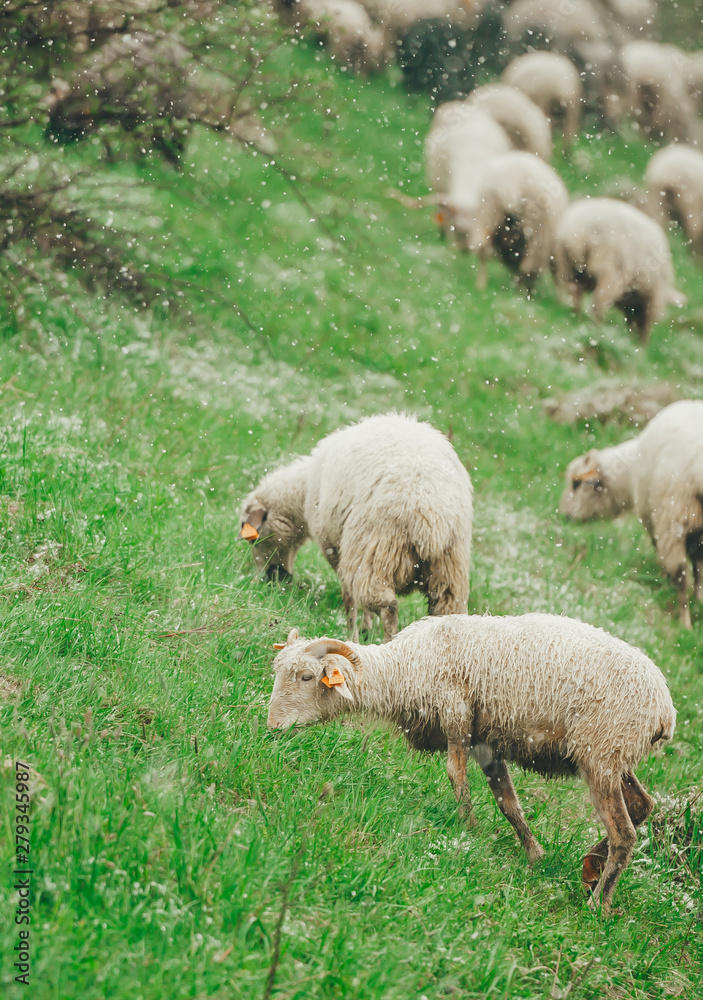 Sheep are grazing in spring on snow covered slope mountain. Closeup. Vertical photo Sheep are grazing in spring on snow covered slope mountain. Closeup. Vertical photo