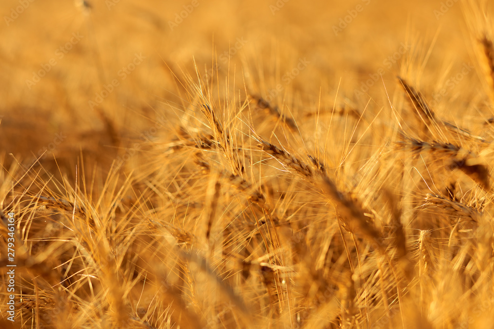 Fototapeta premium Golden ears of wheat in summer on the field.