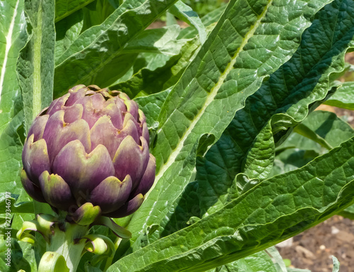 Close up of an organically growing Cardoon or globe artichoke (Cynara cardunculus) showing the edible flower bud in sunshine with petal and leaf detail. 
