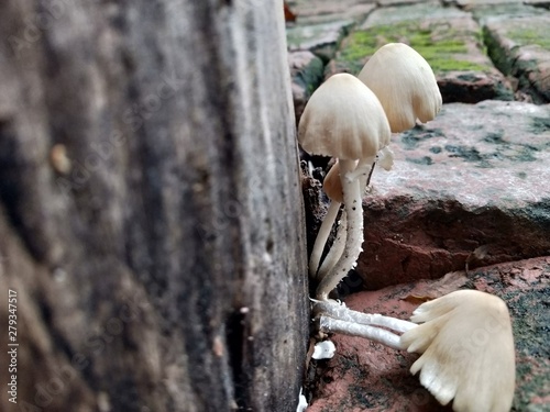 Mushroom closes up in nature