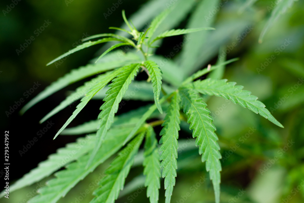 Green cannabis Bush with large marijuana leaves with hemp seeds. Cultivation of cannabis for the production of CBD oil, cream, for medicinal purposes in medicine, dog and cat pet food Green cannabis Bush with large marijuana leaves with hemp seeds. Cultivation of cannabis for the production of CBD oil, cream, for medicinal purposes in medicine, dog and cat pet food