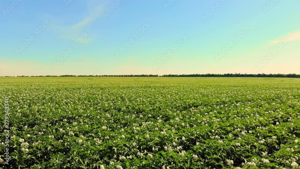 aero. flowering potatoes. white, pale pink flowers bloom on potato bushes on a farm field. potato growing. breeding potato varieties. summer hot sunny day.