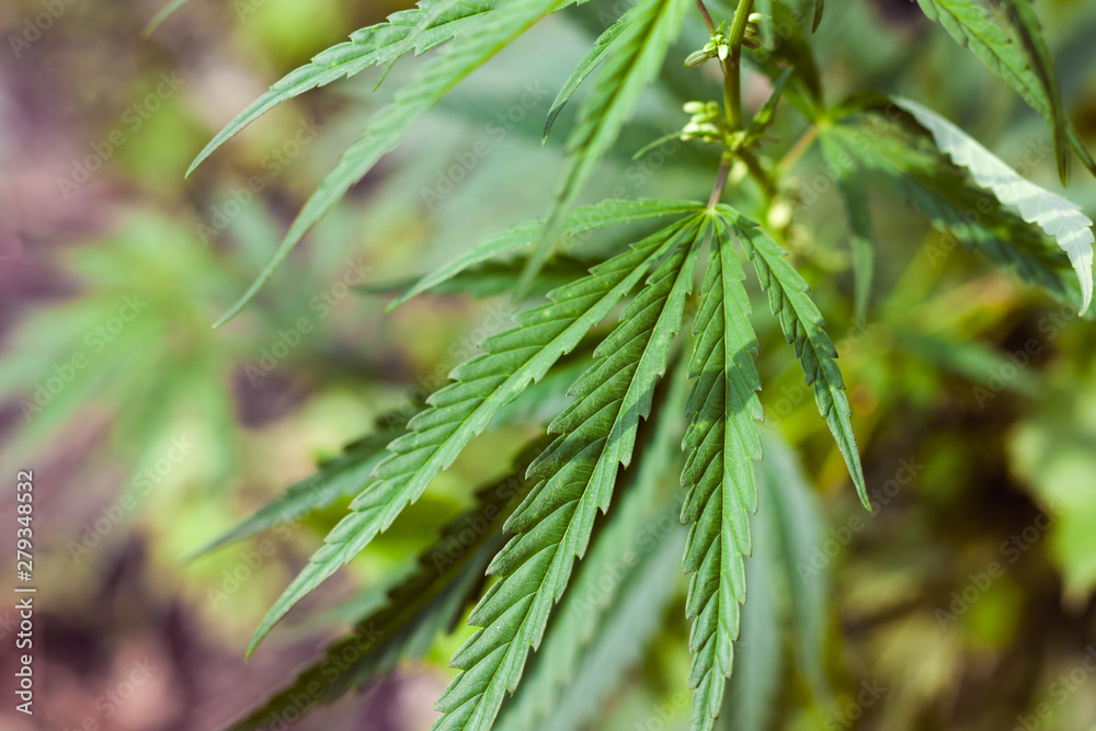 Green cannabis Bush with large marijuana leaves with hemp seeds. Cultivation of cannabis for the production of CBD oil, cream, for medicinal purposes in medicine, dog and cat pet food Green cannabis Bush with large marijuana leaves with hemp seeds. Cultivation of cannabis for the production of CBD oil, cream, for medicinal purposes in medicine, dog and cat pet food